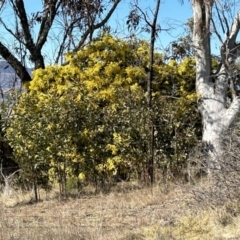 Acacia baileyana at Paddys River, ACT - 31 Jul 2023