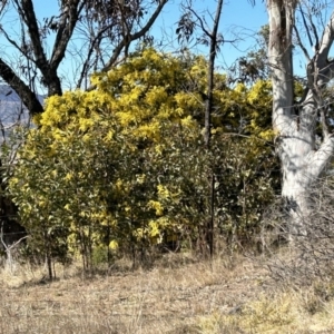Acacia baileyana at Paddys River, ACT - 31 Jul 2023