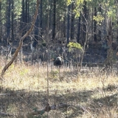 Dromaius novaehollandiae (Emu) at Paddys River, ACT - 31 Jul 2023 by dwise