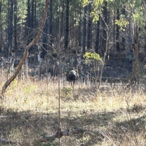 Dromaius novaehollandiae at Paddys River, ACT - 31 Jul 2023