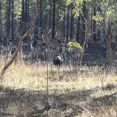 Dromaius novaehollandiae (Emu) at Paddys River, ACT - 31 Jul 2023 by dwise