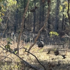 Dromaius novaehollandiae at Paddys River, ACT - 31 Jul 2023