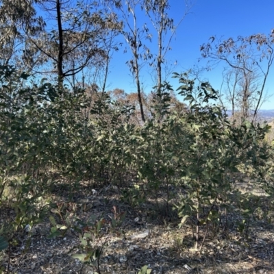 Acacia obliquinervia (Mountain Hickory) at Paddys River, ACT - 31 Jul 2023 by dwise