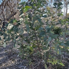 Acacia obliquinervia at Paddys River, ACT - 31 Jul 2023 11:11 AM