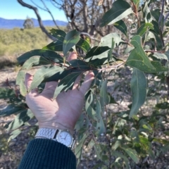 Acacia obliquinervia at Paddys River, ACT - 31 Jul 2023 11:11 AM