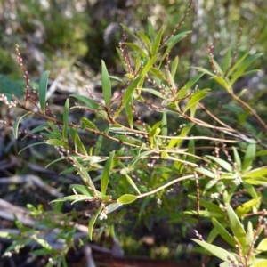 Leucopogon affinis at Palerang, NSW - 17 May 2023