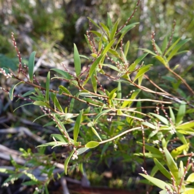 Leucopogon affinis (Lance Beard-heath) at Palerang, NSW - 17 May 2023 by RobG1