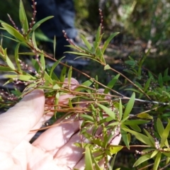 Leucopogon affinis at Palerang, NSW - 17 May 2023