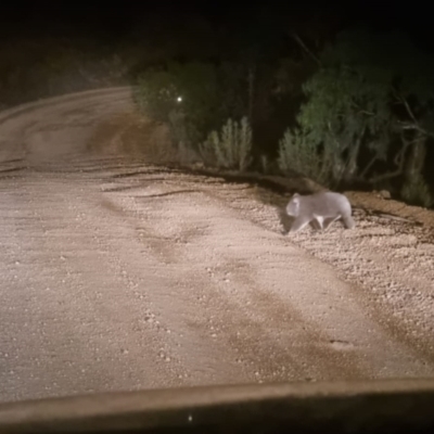 Phascolarctos cinereus (Koala) at Tinderry, NSW - 6 Aug 2023 by samreid007