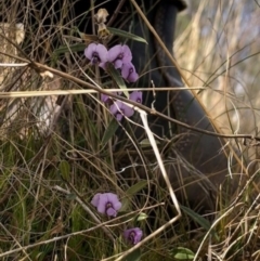 Hovea heterophylla (Common Hovea) at Lyons, ACT - 6 Aug 2023 by GregC