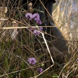 Hovea heterophylla at Lyons, ACT - 6 Aug 2023