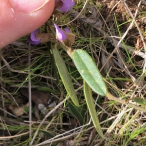 Hovea heterophylla at Lyons, ACT - 6 Aug 2023 08:27 PM