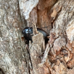 Pterohelaeus sp. (genus) (Pie-dish beetle) at Dickson Wetland Corridor - 6 Aug 2023 by Hejor1