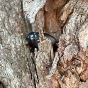 Pterohelaeus sp. (genus) at Dickson, ACT - 6 Aug 2023