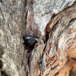 Pterohelaeus sp. (genus) at Dickson, ACT - 6 Aug 2023