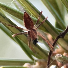 Oxyopes sp. (genus) (Lynx spider) at Dickson, ACT - 6 Aug 2023 by Hejor1