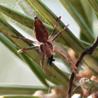 Oxyopes sp. (genus) (Lynx spider) at Dickson, ACT - 6 Aug 2023 by Hejor1