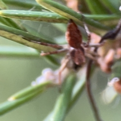 Oxyopes sp. (genus) at Dickson, ACT - 6 Aug 2023