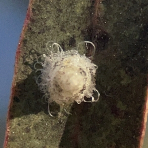 Glycaspis sp. (genus) at Dickson, ACT - 6 Aug 2023