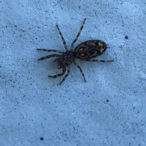 Salticidae (family) at Dickson, ACT - 6 Aug 2023 03:37 PM