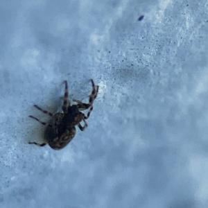 Salticidae (family) at Dickson, ACT - 6 Aug 2023