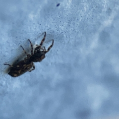 Salticidae (family) at Dickson, ACT - 6 Aug 2023