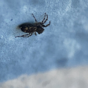 Salticidae (family) at Dickson, ACT - 6 Aug 2023