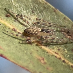 Oxyopes sp. (genus) at Dickson, ACT - 6 Aug 2023 by Hejor1