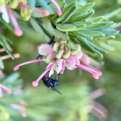 Unidentified Blow fly (Calliphoridae) at Dickson, ACT - 6 Aug 2023 by Hejor1