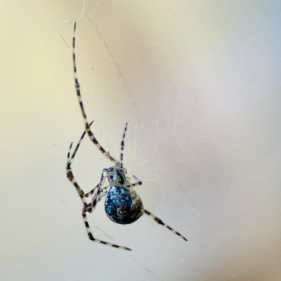 Cryptachaea gigantipes (White porch spider) at Dickson, ACT - 6 Aug 2023 by Hejor1