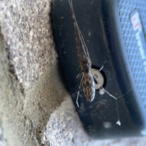 Tetragnatha sp. (genus) at Dickson, ACT - 6 Aug 2023 04:46 PM