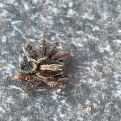 Lycosidae (family) (Unidentified wolf spider) at Dickson, ACT - 6 Aug 2023 by Hejor1