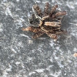 Lycosidae (family) at Dickson, ACT - 6 Aug 2023 04:41 PM