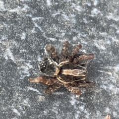 Lycosidae (family) at Dickson, ACT - 6 Aug 2023 04:41 PM