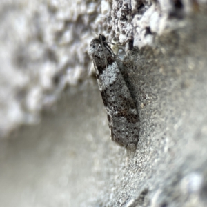 Lepidoscia heliochares at Dickson, ACT - 6 Aug 2023 04:39 PM