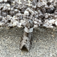 Lepidoscia heliochares at Dickson, ACT - 6 Aug 2023