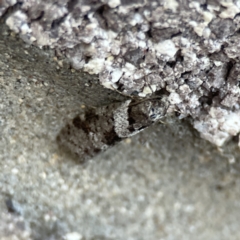 Lepidoscia heliochares at Dickson, ACT - 6 Aug 2023 04:39 PM