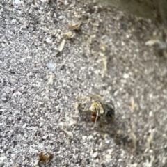 Vespula germanica at Dickson, ACT - 6 Aug 2023