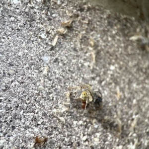 Vespula germanica at Dickson, ACT - 6 Aug 2023 04:28 PM