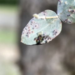 Unidentified Parasitic wasp (numerous families) at Dickson, ACT - 6 Aug 2023 by Hejor1