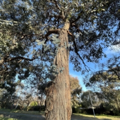 Eucalyptus cinerea subsp. cinerea (Argyle Apple) at Dickson Wetland Corridor - 6 Aug 2023 by Hejor1