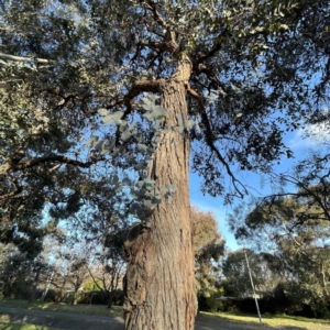 Eucalyptus cinerea subsp. cinerea at Dickson Wetland Corridor - 6 Aug 2023