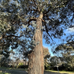 Eucalyptus cinerea subsp. cinerea (Argyle Apple) at Dickson, ACT - 6 Aug 2023 by Hejor1