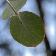 Eucalyptus cinerea subsp. cinerea at Dickson Wetland Corridor - 6 Aug 2023