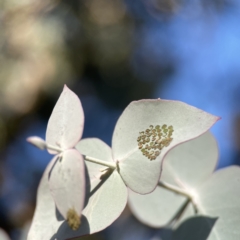 Eucalyptus cinerea subsp. cinerea at Dickson Wetland Corridor - 6 Aug 2023
