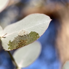 Mnesampela privata at Dickson, ACT - 6 Aug 2023