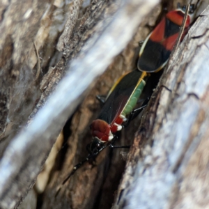 Dindymus versicolor at Dickson, ACT - 6 Aug 2023 03:28 PM