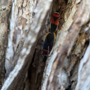 Dindymus versicolor at Dickson, ACT - 6 Aug 2023 03:28 PM