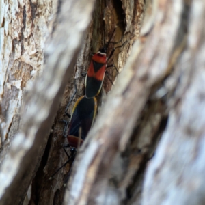 Dindymus versicolor at Dickson, ACT - 6 Aug 2023 03:28 PM