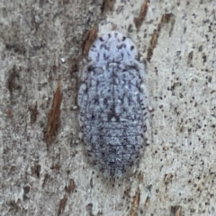 Ledromorpha planirostris (A leafhopper) at Dickson, ACT - 6 Aug 2023 by Hejor1